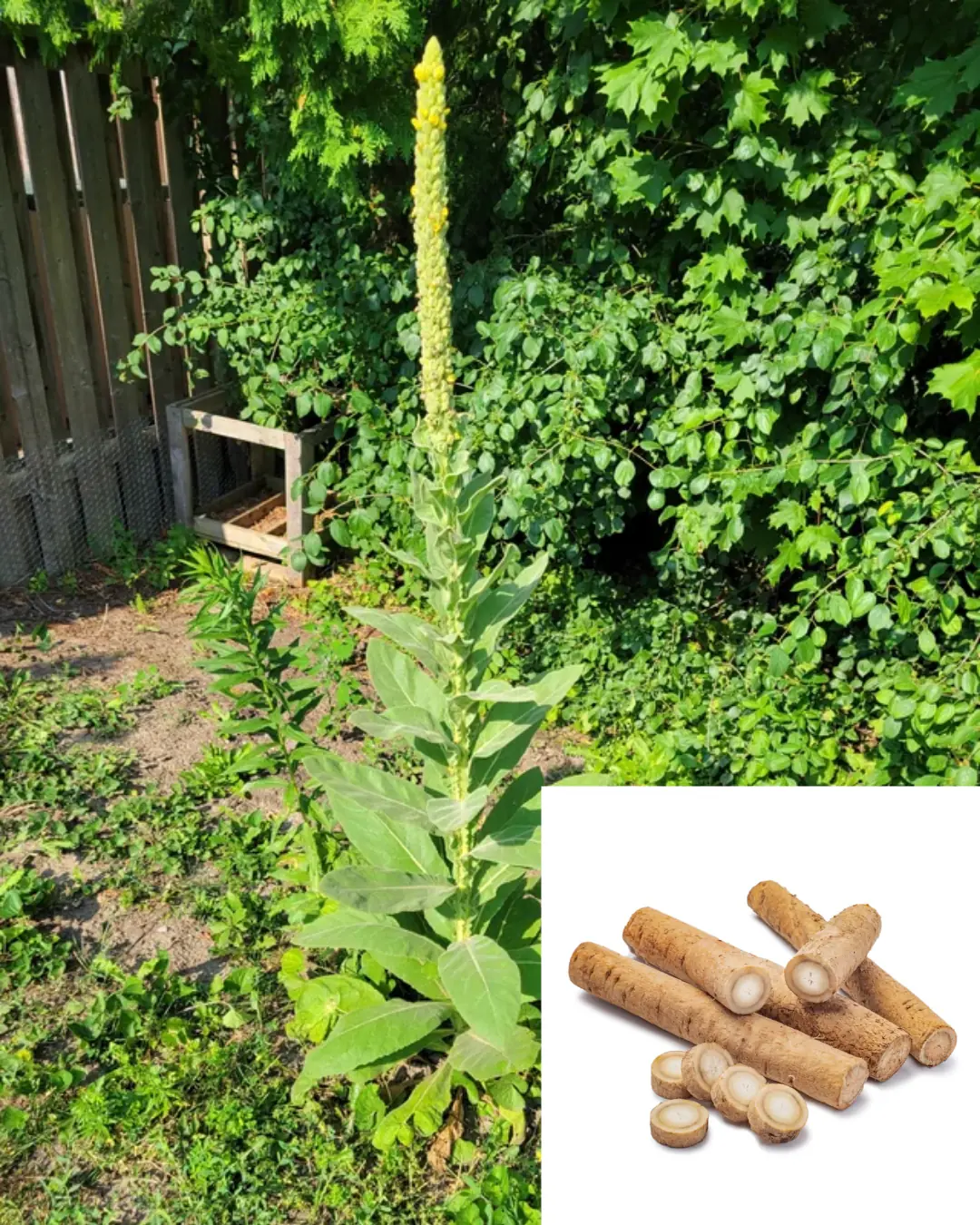 The Hidden Power of Mullein Roots: Benefits and Uses