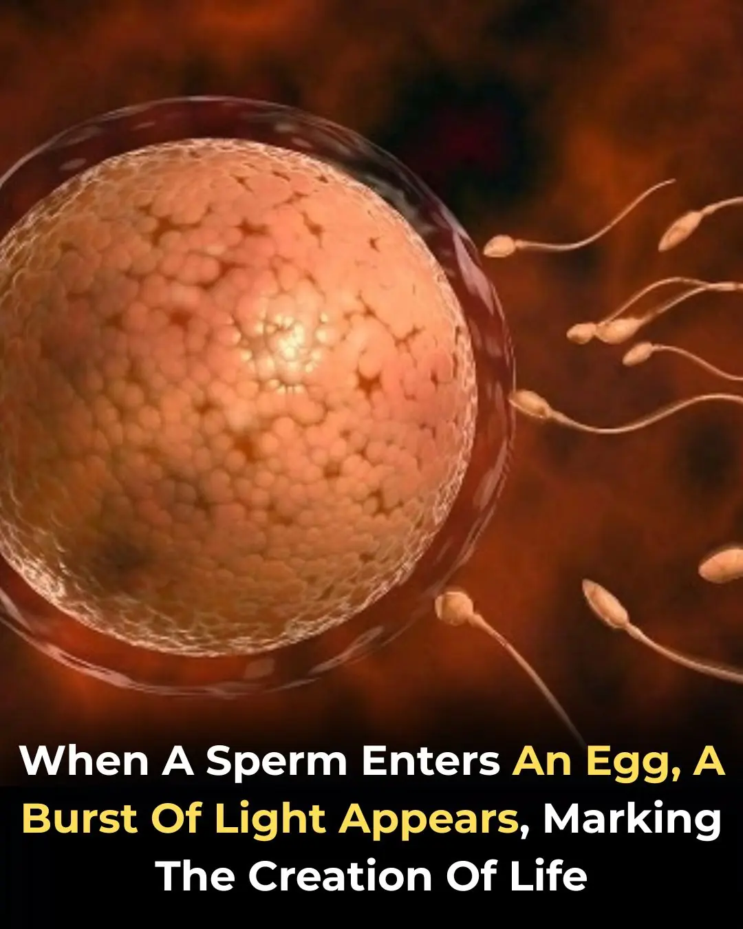 A Flash of Light at the Start of Life: The Mystery of the Zinc Spark