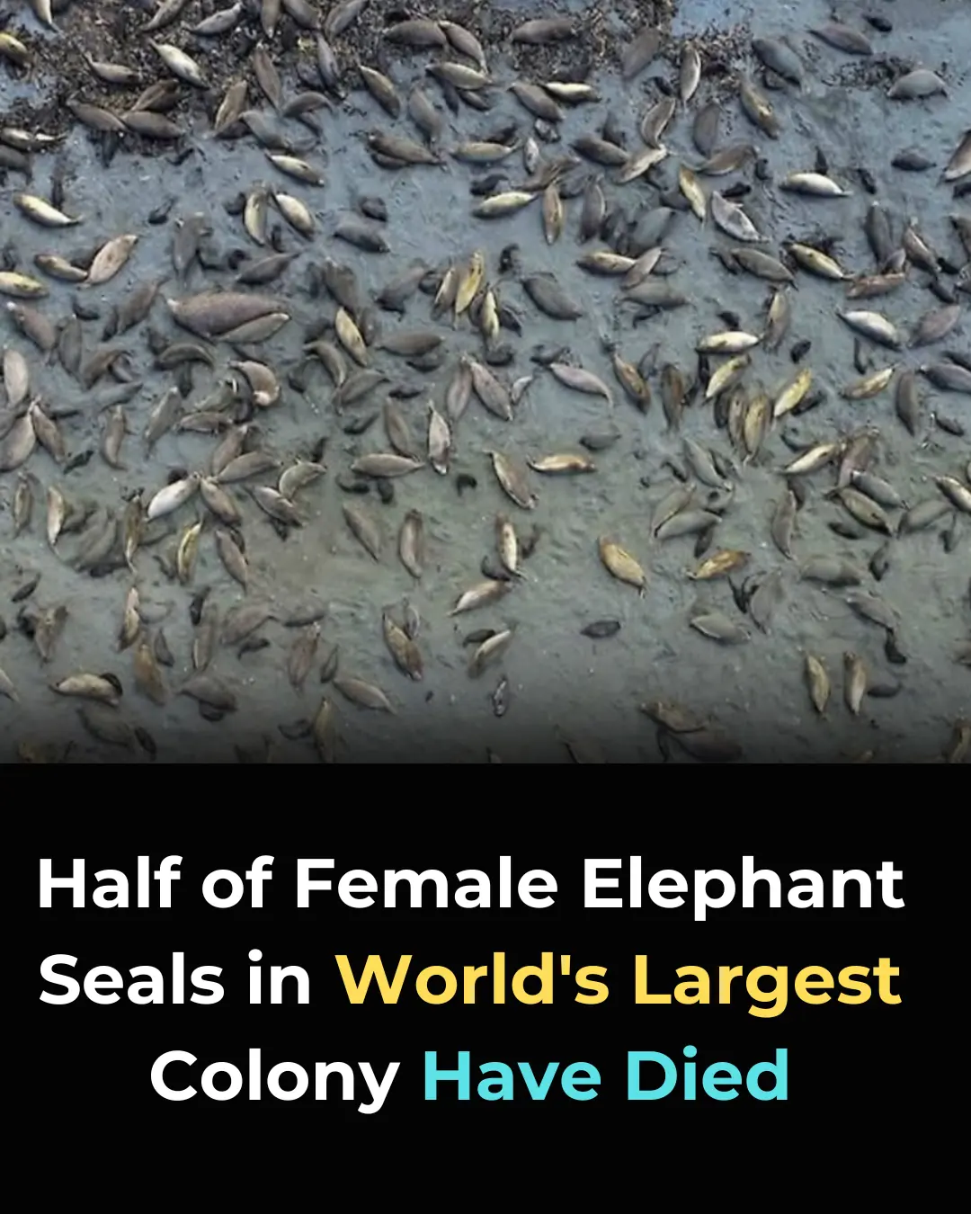 H5N1 Outbreak Causes Devastating Mortality in World's Largest Elephant Seal Colony