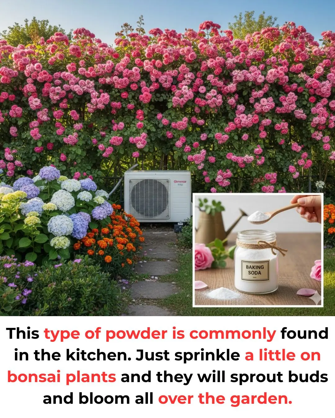 This type of powder is commonly found in the kitchen. Just sprinkle a little on bonsai plants and they will sprout buds and bloom all over the garden.