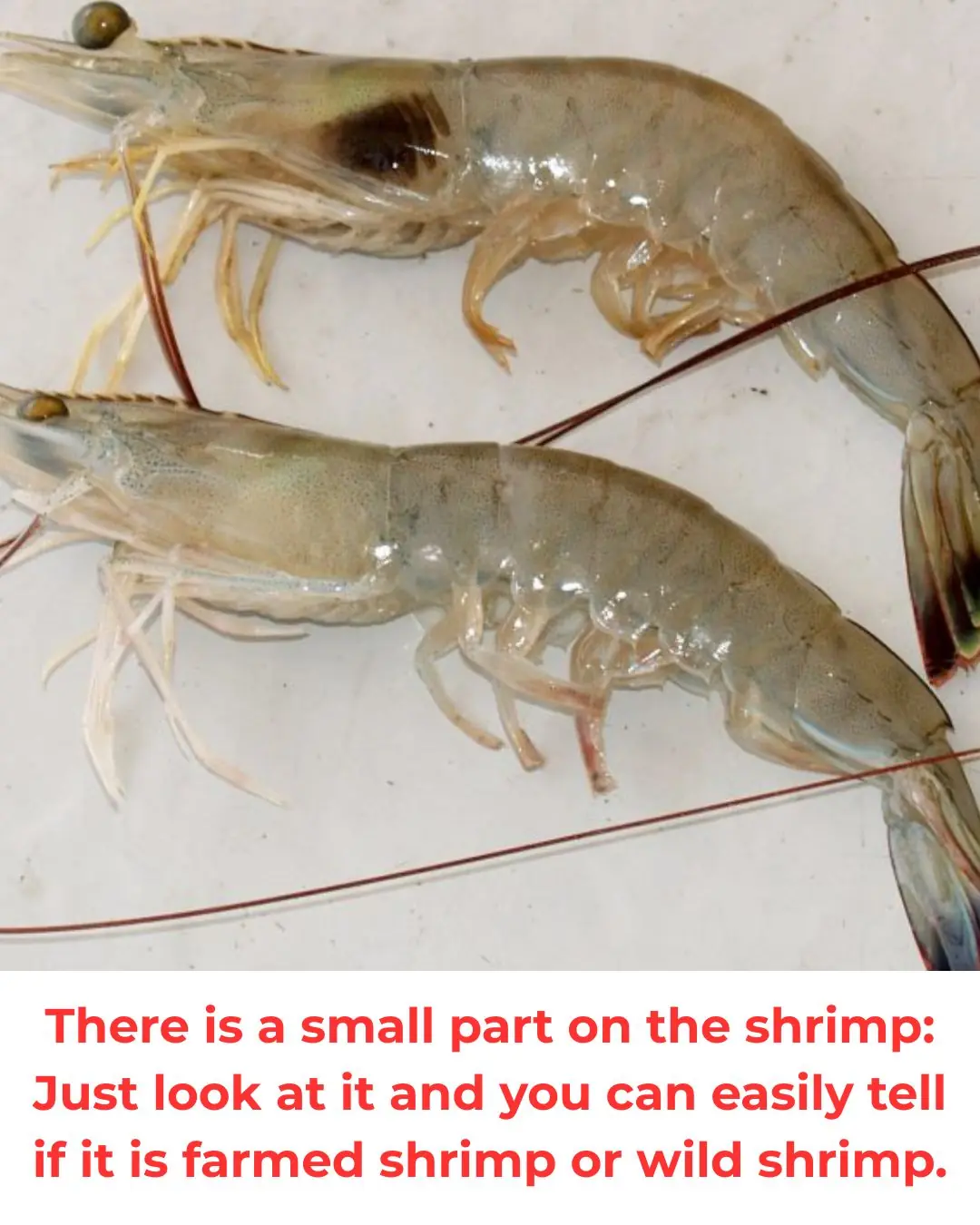 There is a small part on the shrimp: Just look at it and you can easily tell if it is farmed shrimp or wild shrimp.