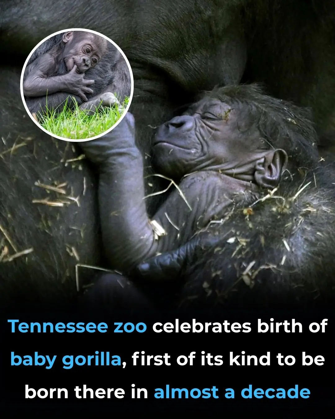After Almost a Decade, Tennessee Zoo Celebrates Arrival of Newborn Gorilla