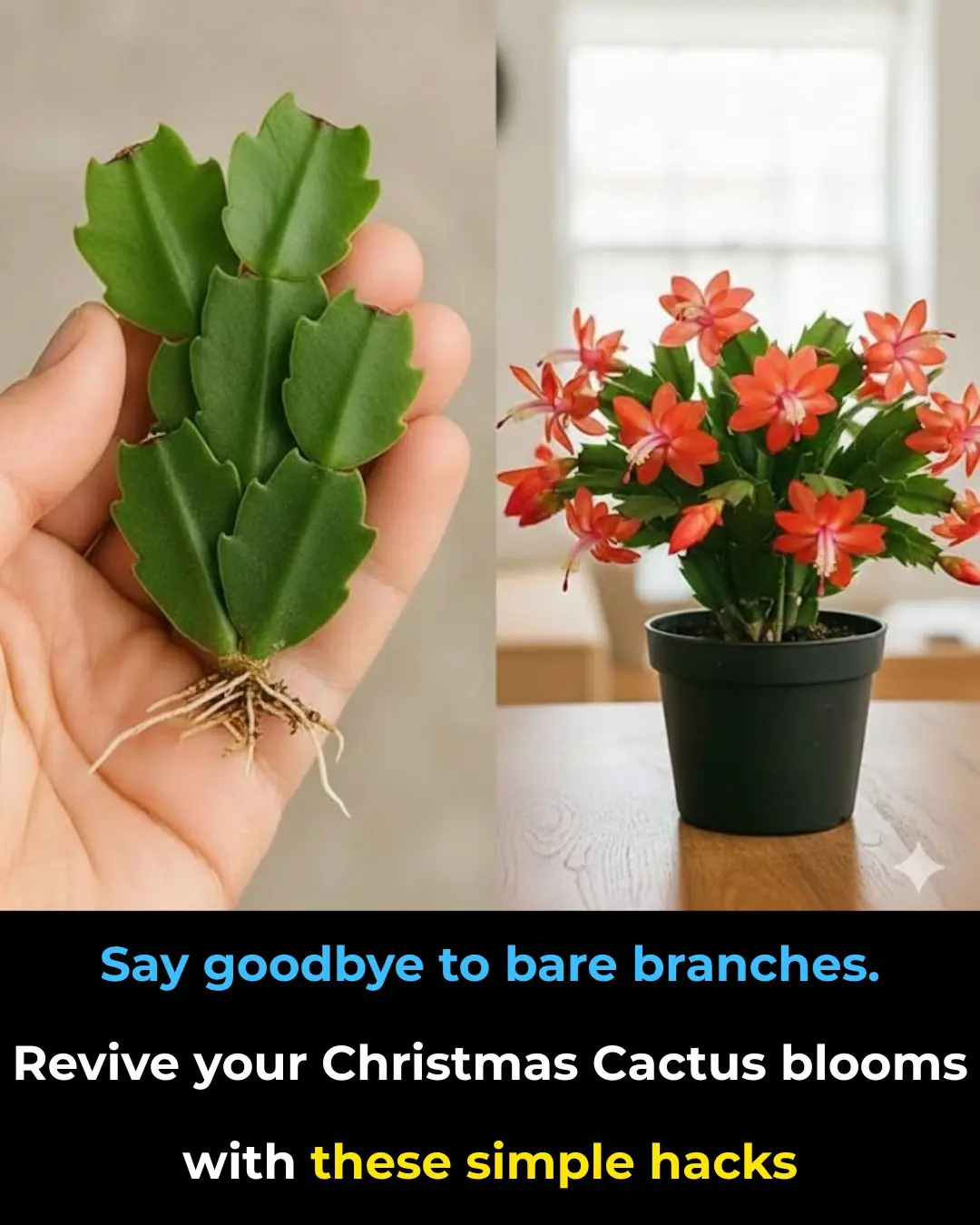 Say Goodbye to Bare Branches: Revive Your Christmas Cactus Blooms with These Expert-Backed Hacks