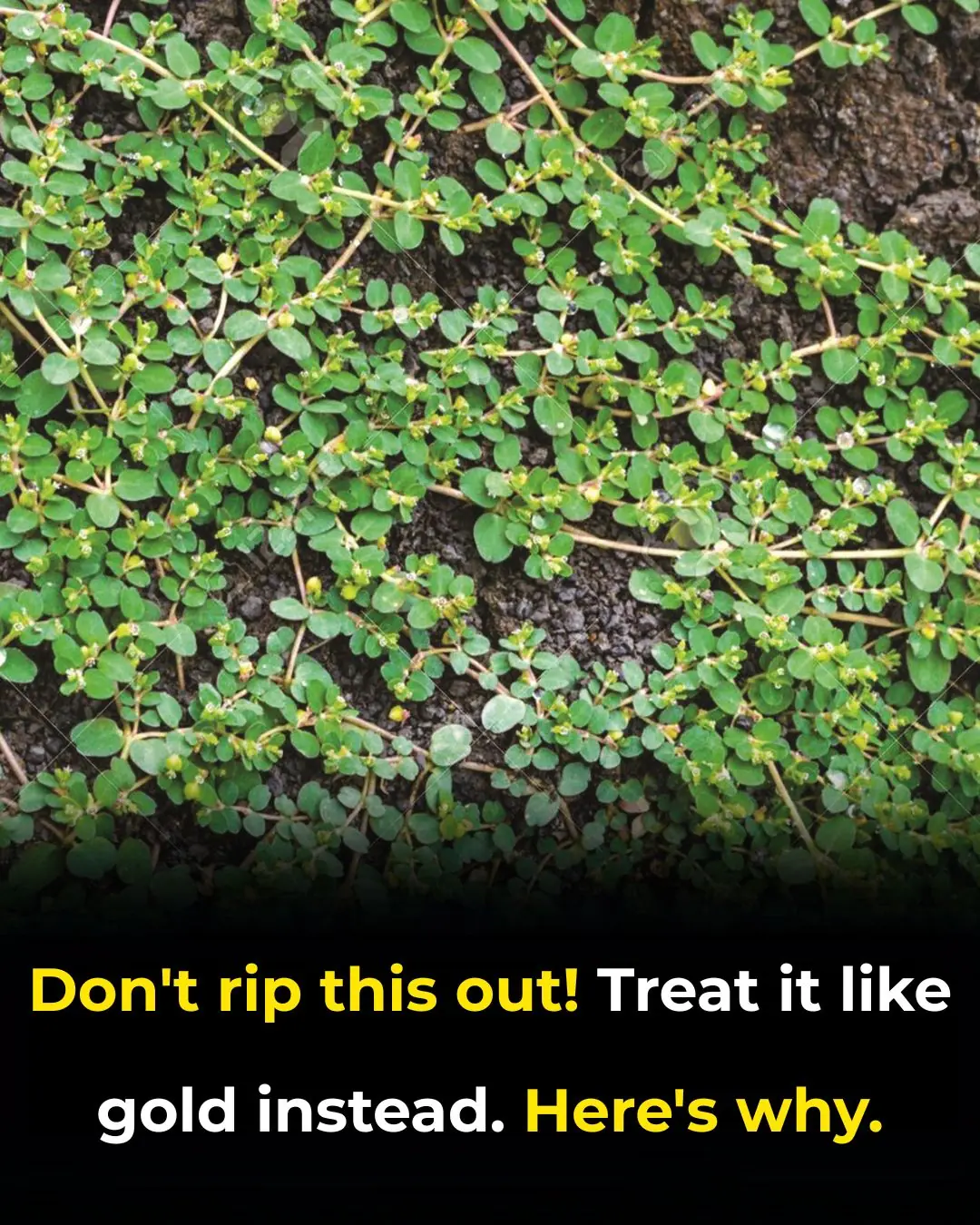 Don’t Rip This Out — Treat It Like Gold Instead. Here’s Why.