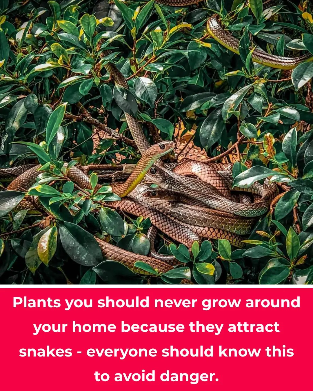 4 Plants That Snakes Absolutely Love — Remove Them Immediately to Keep Your Home Safe