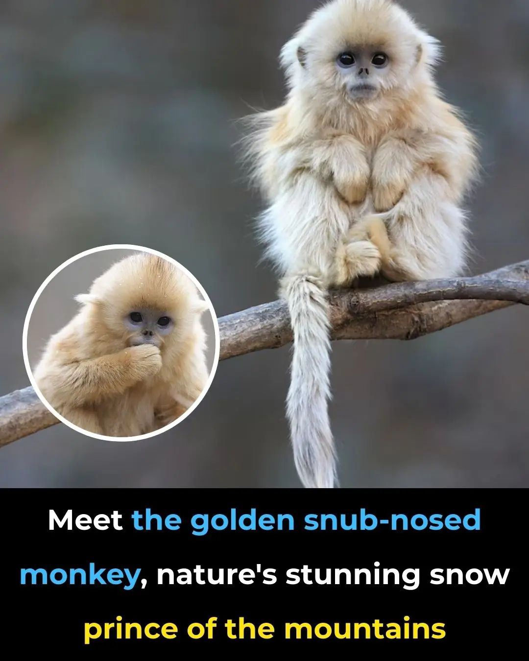 Golden Snub-Nosed Monkeys: A Glimpse of Wild Beauty in the Misty Mountains of China