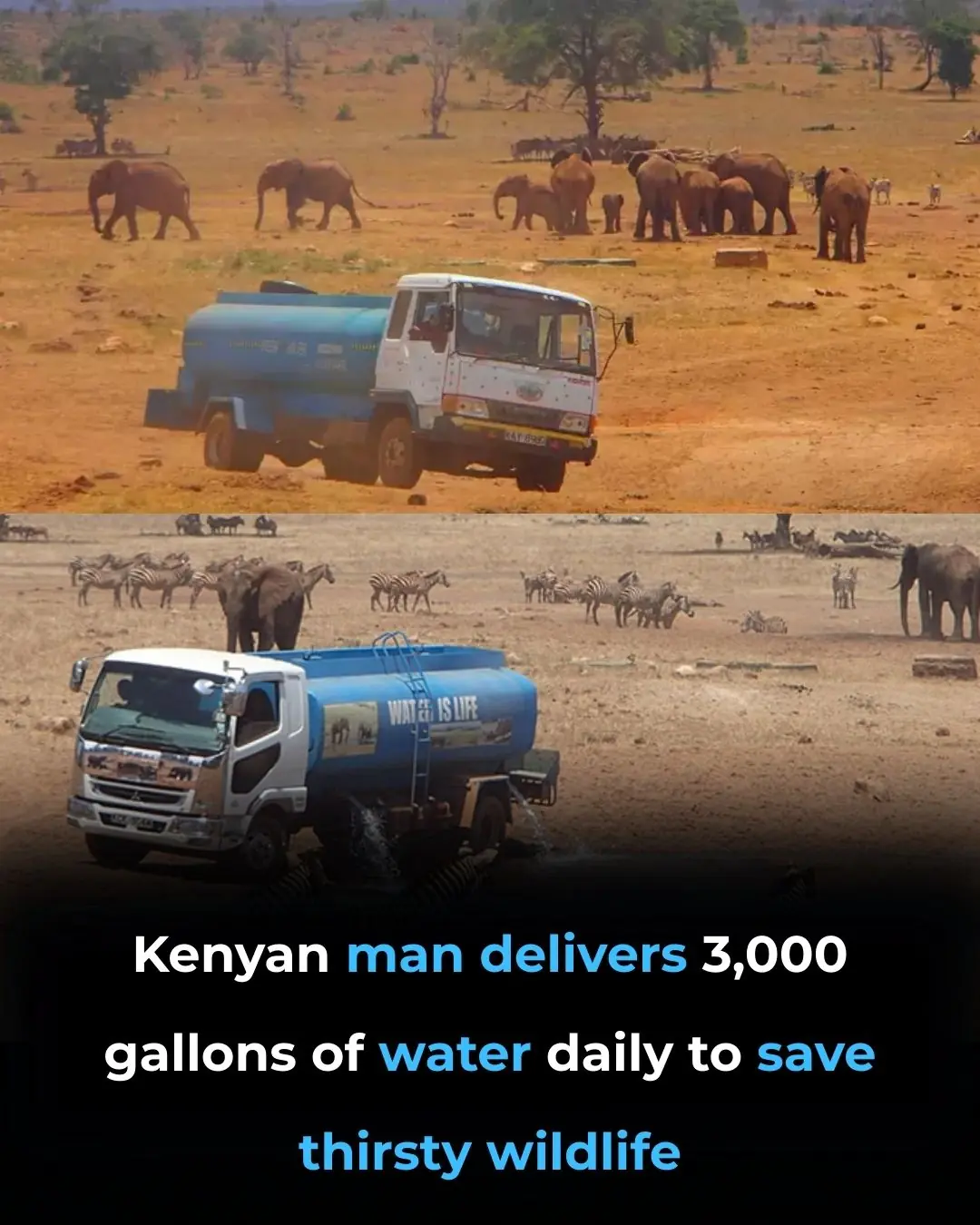 The Water Man of Tsavo: A Hero's Mission to Save Wildlife from Drought