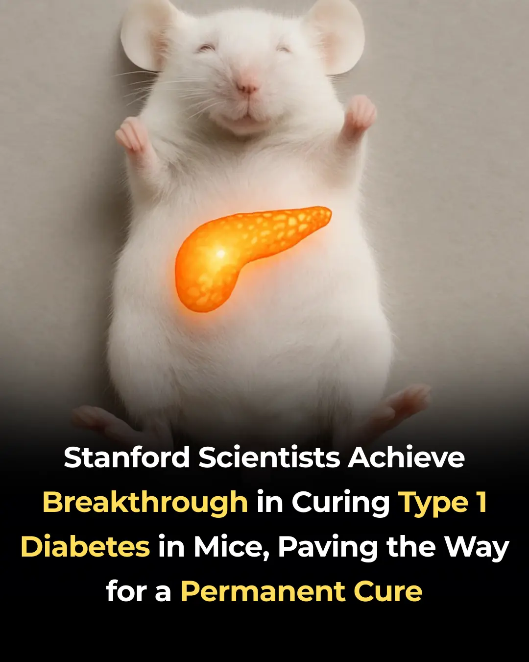 Stanford Scientists Achieve Breakthrough in Curing Type 1 Diabetes in Mice, Paving the Way for a Permanent Cure