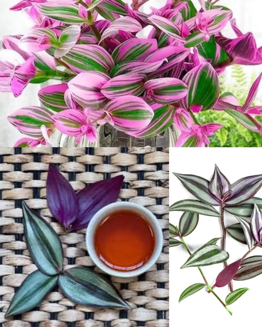 Tradescantia zebrina: The Colorful Healer Hidden in Plain Sight