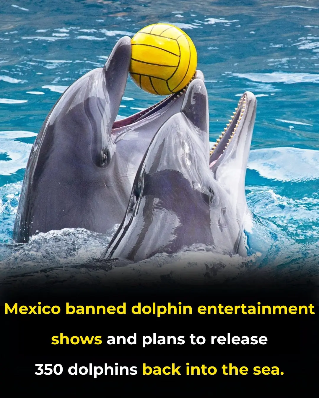 Mexico frees 350 captive dolphins