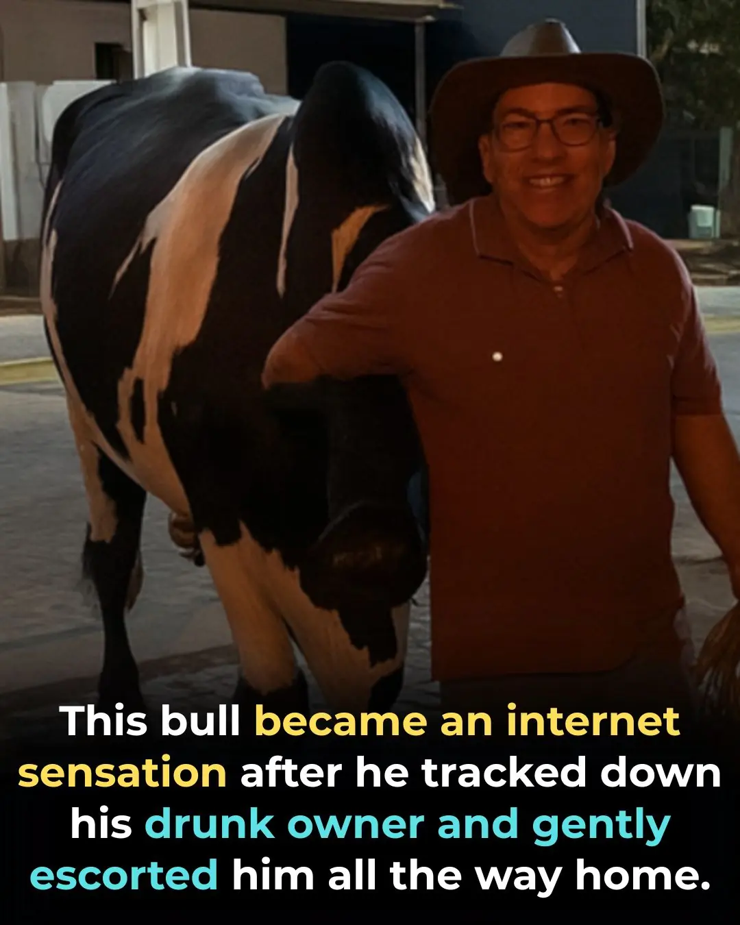 Apolo the Hero Bull: The Gentle Giant Who Guided His Drunk Owner Safely Home
