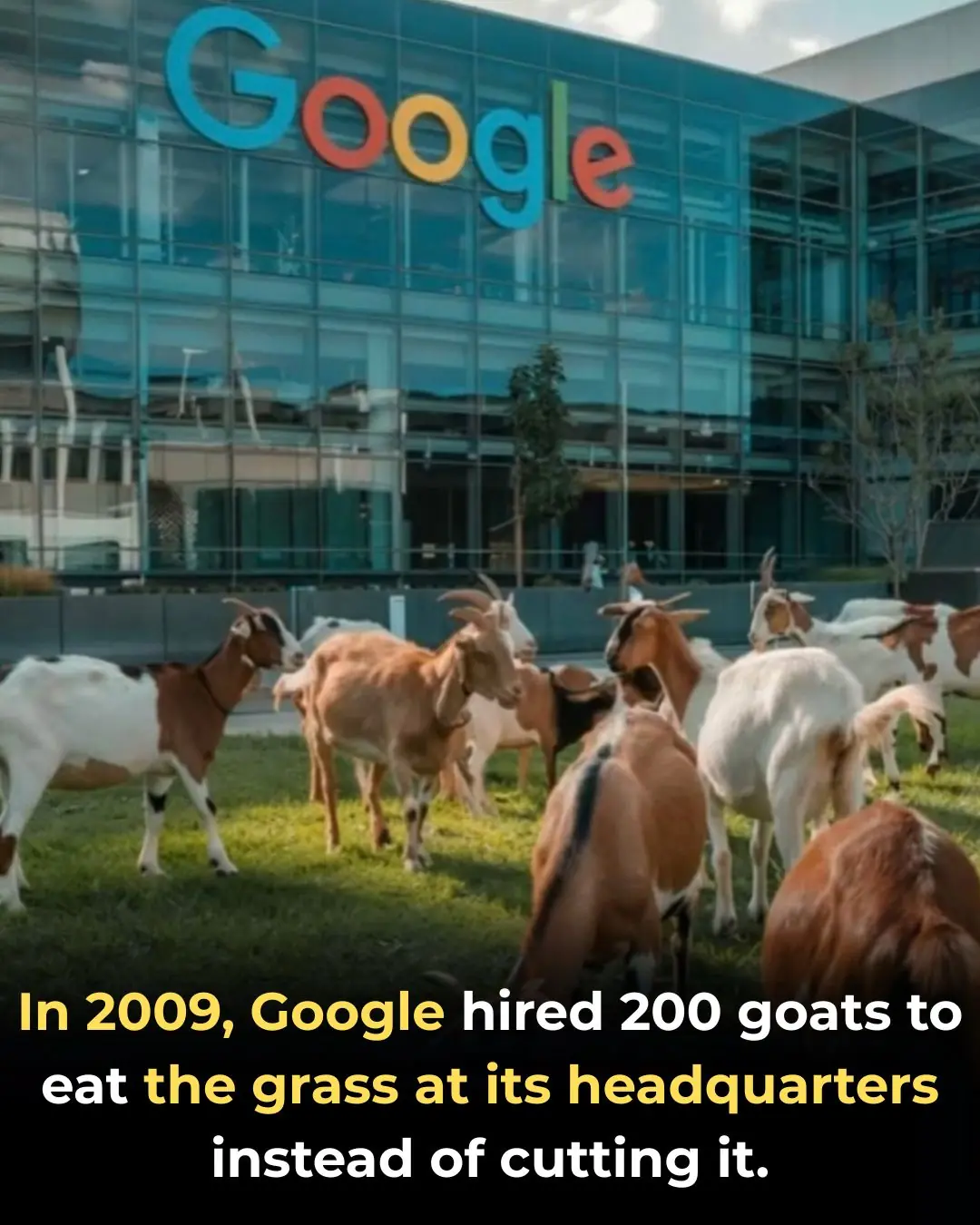 Inside Google’s Green Initiative: The Goats of Mountain View