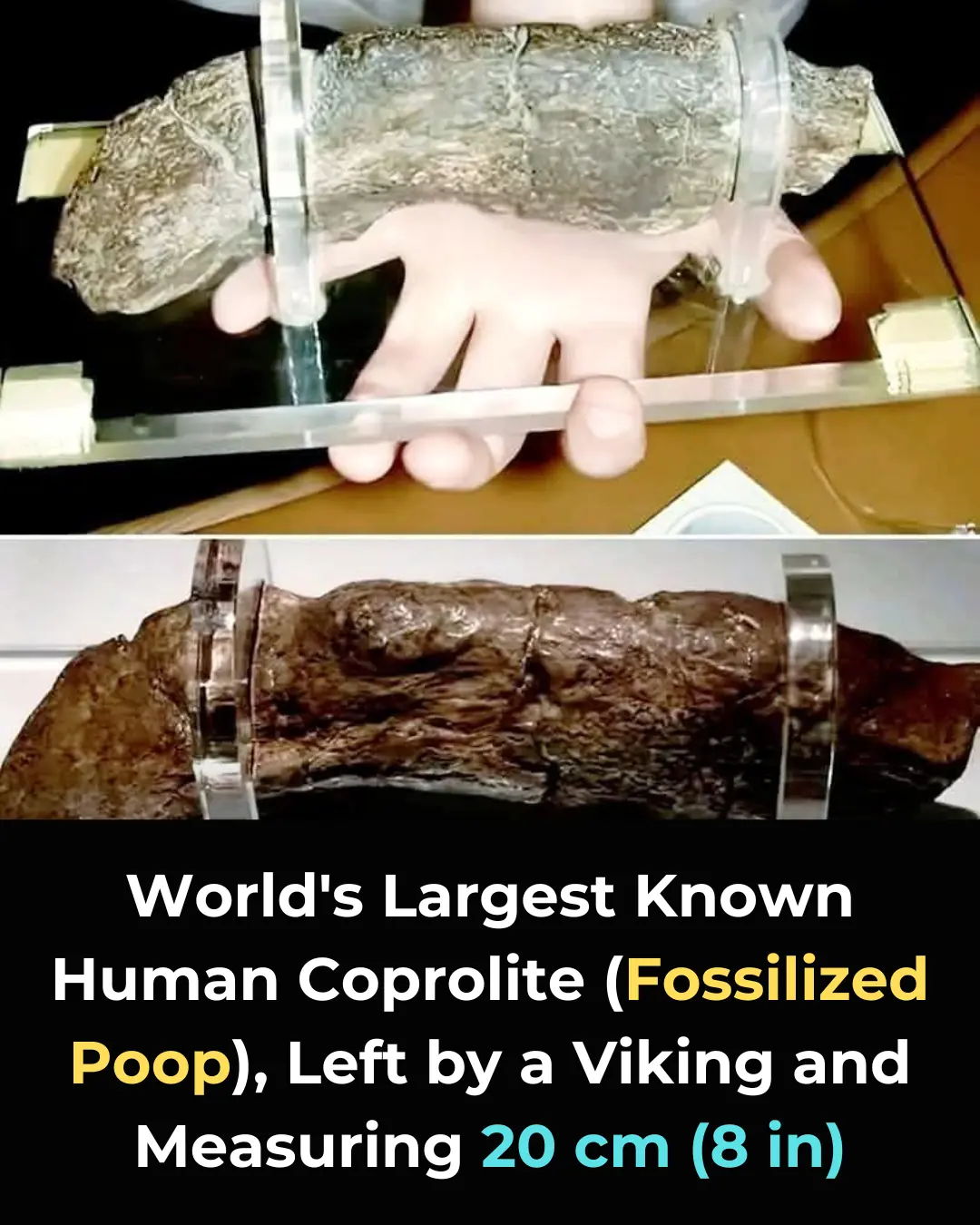 The Lloyds Bank Coprolite: A Fascinating Insight into Viking Life and Health