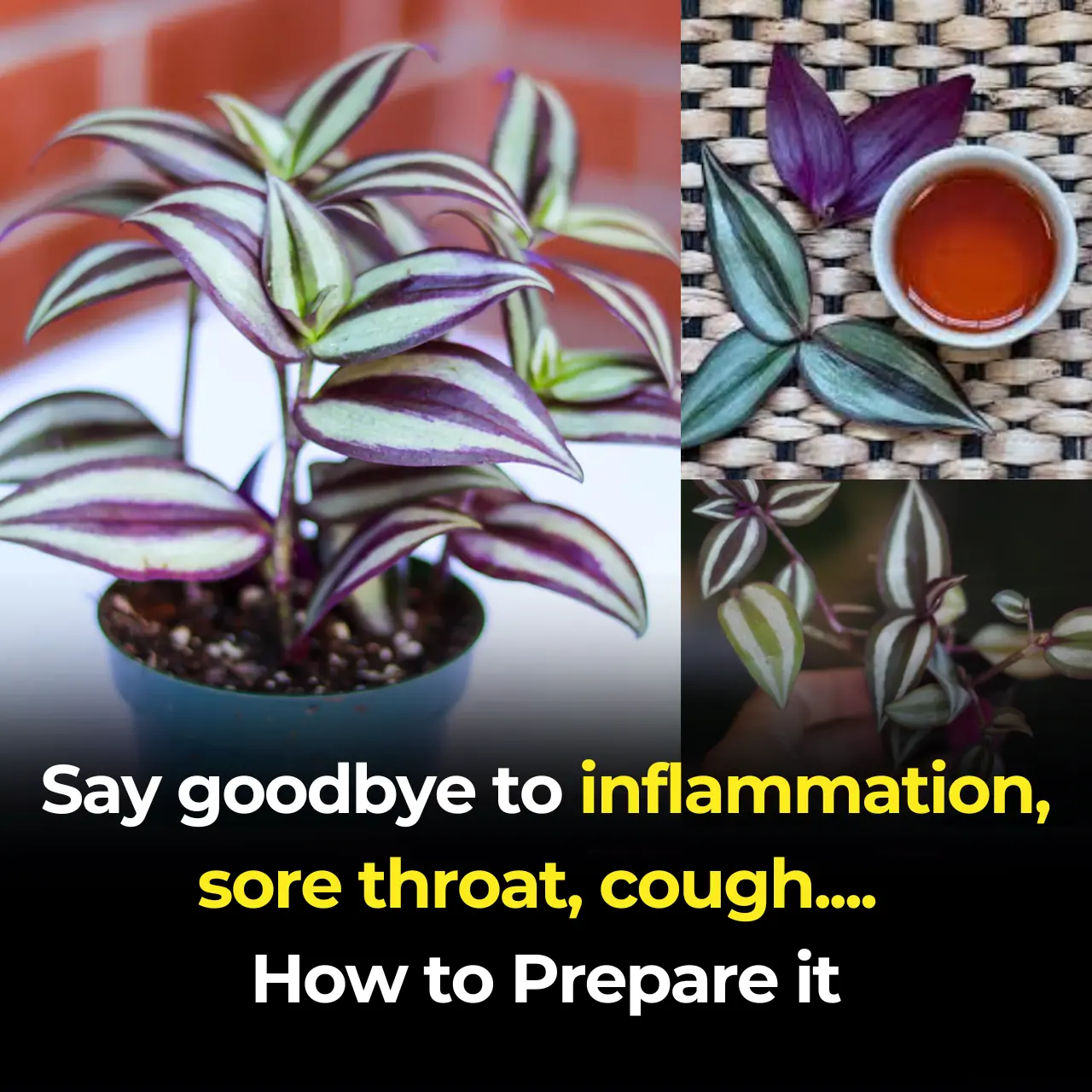 Tradescantia zebrina: The Colorful Healer Hidden in Plain Sight