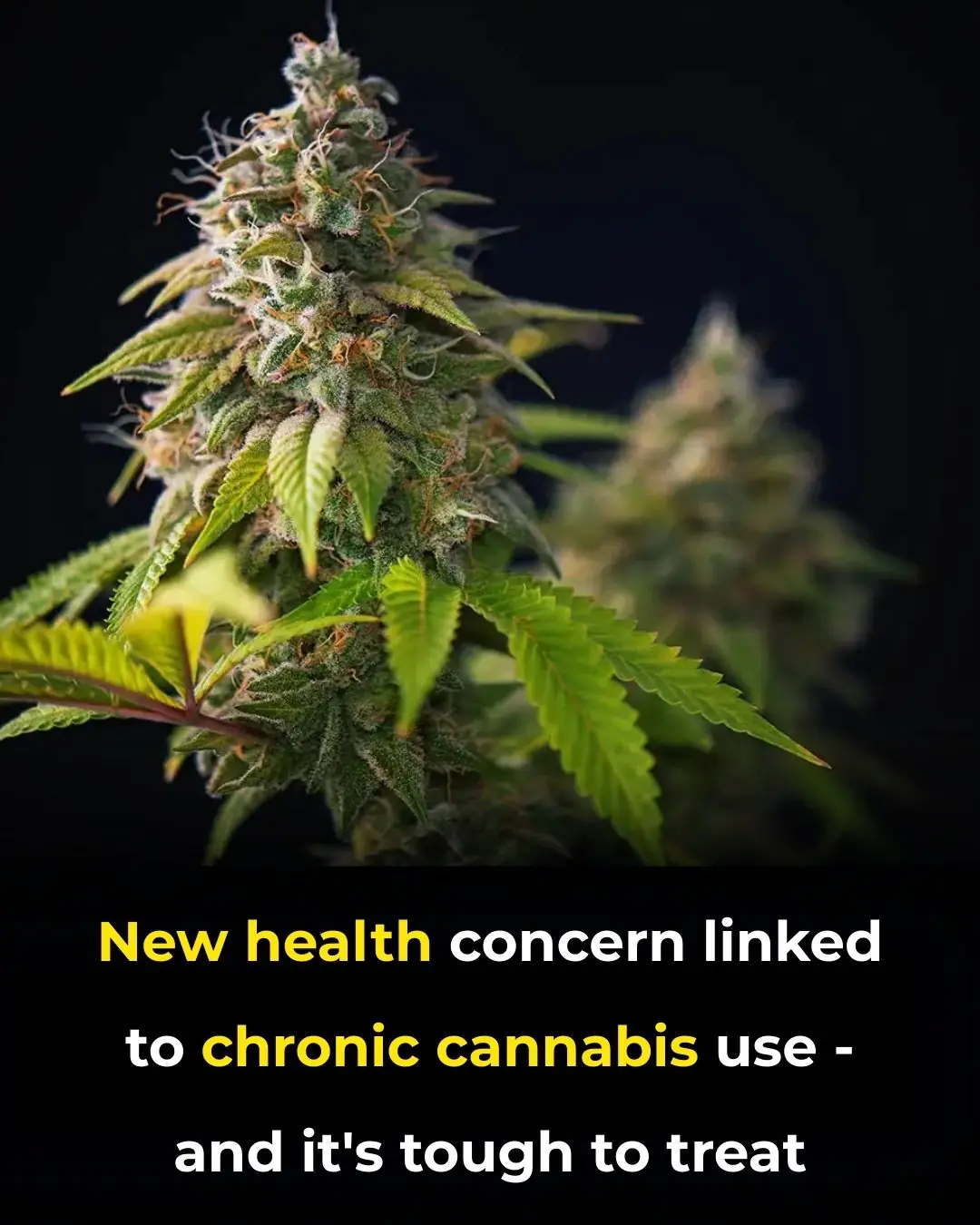 The Hidden Danger Rising Among Long Term Cannabis Users