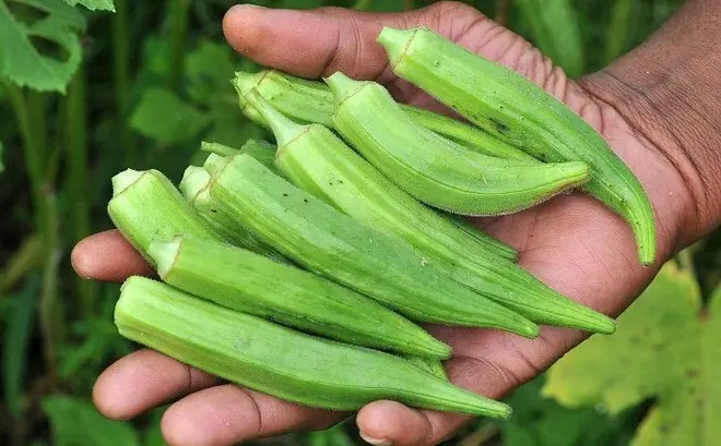 Why okra is the secret superfood you are missing out on and how it can transform your health