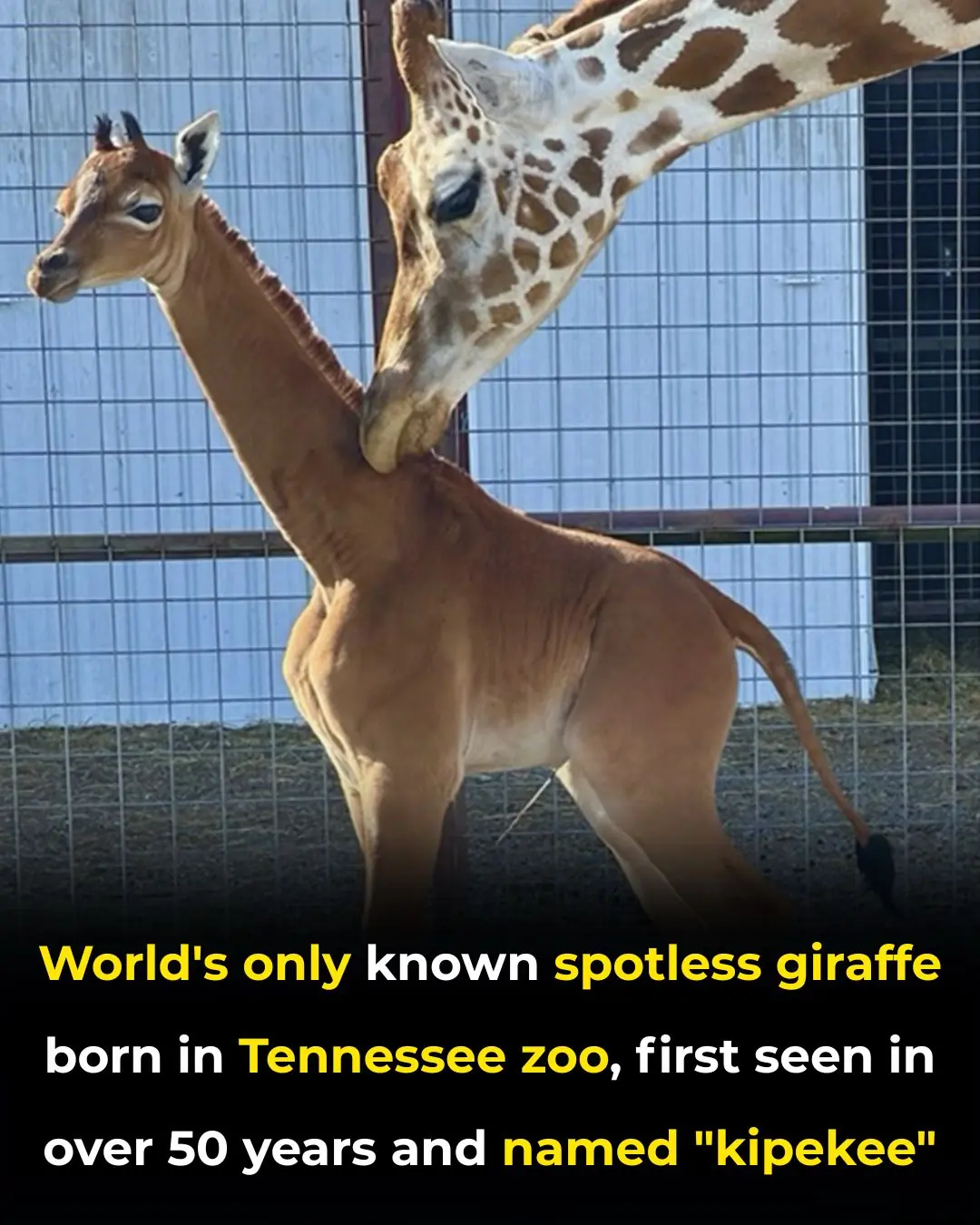 Kipekee: The World’s Only Spotless Giraffe and a Powerful Symbol for a Species in Decline