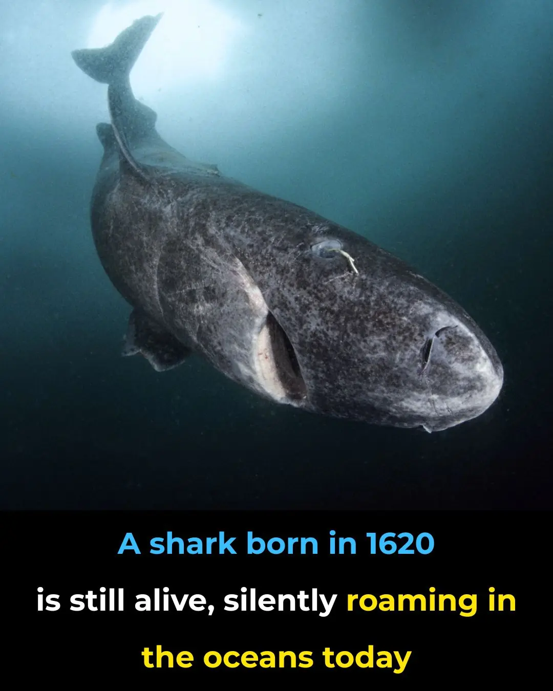 Greenland Shark: Earth's Longest-Living Vertebrate Gliding Through Four Centuries of History
