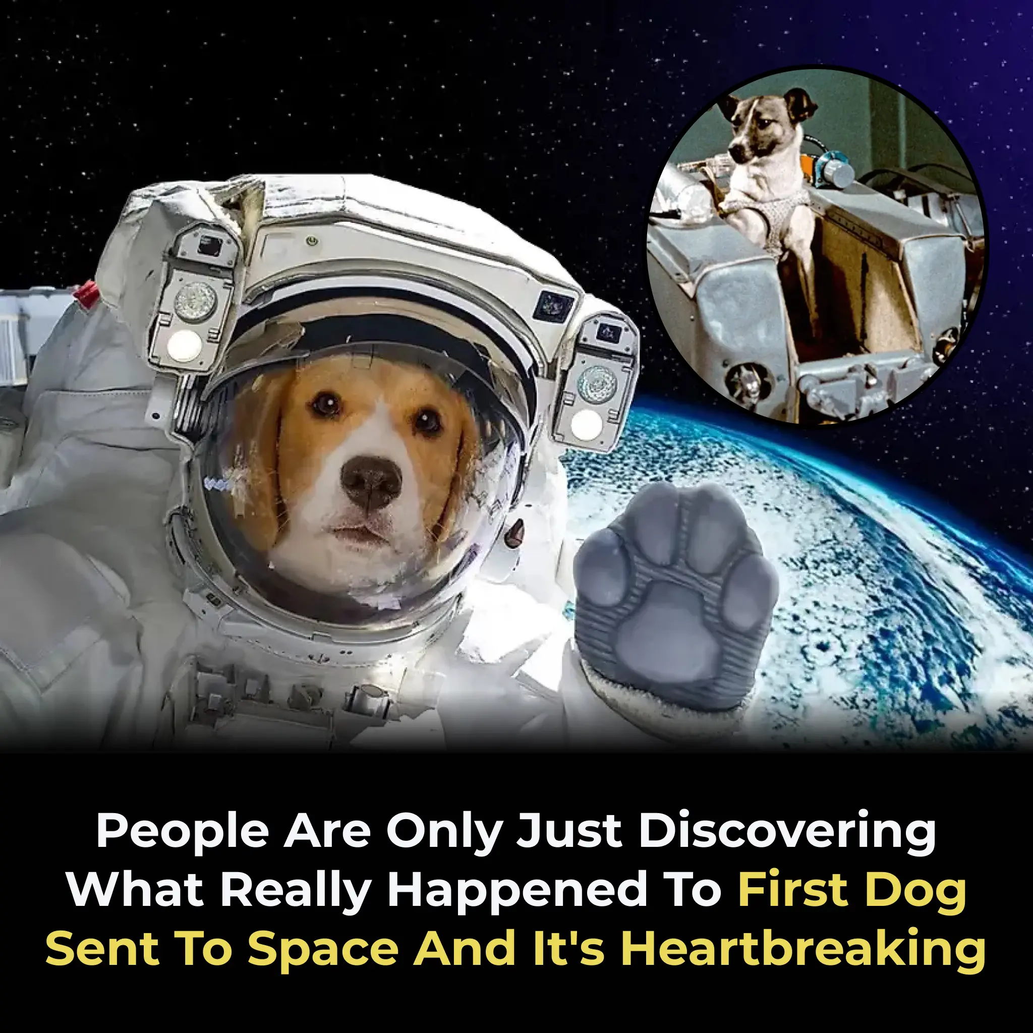 People Are Only Just Discovering What Really Happened To First Dog Sent To Space And It's Heartbreaking