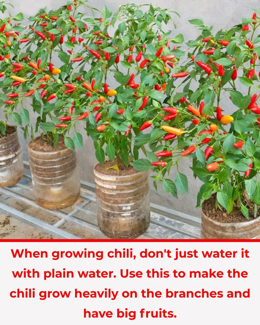 Don’t Just Water Your Chili Plants — Use This to Make Them Produce Heavily With Bigger, Healthier Fruits