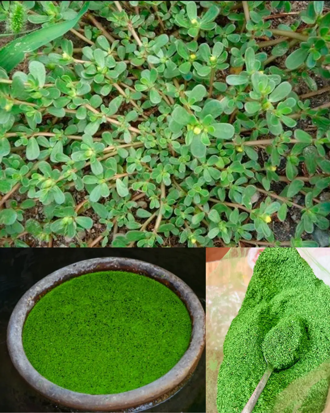 11 Little-Known Secrets of Purslane: A Wonder Plant in Disguise