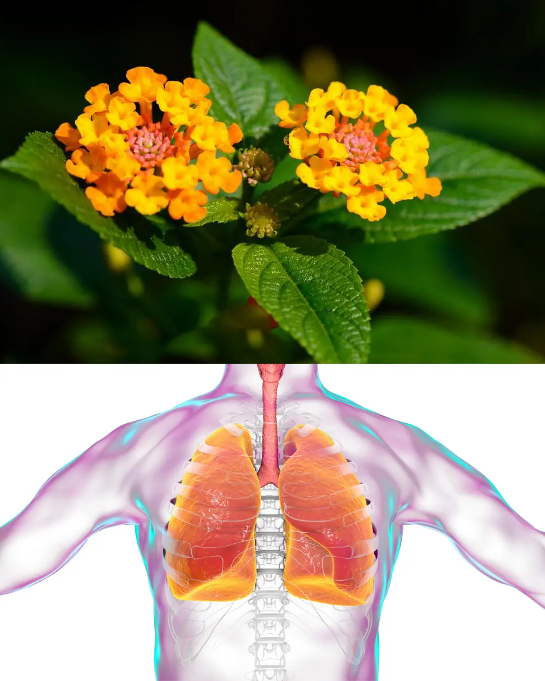 The Hidden Power of Common Lantana (Lantana camara): What You Can Safely Do with It at Home