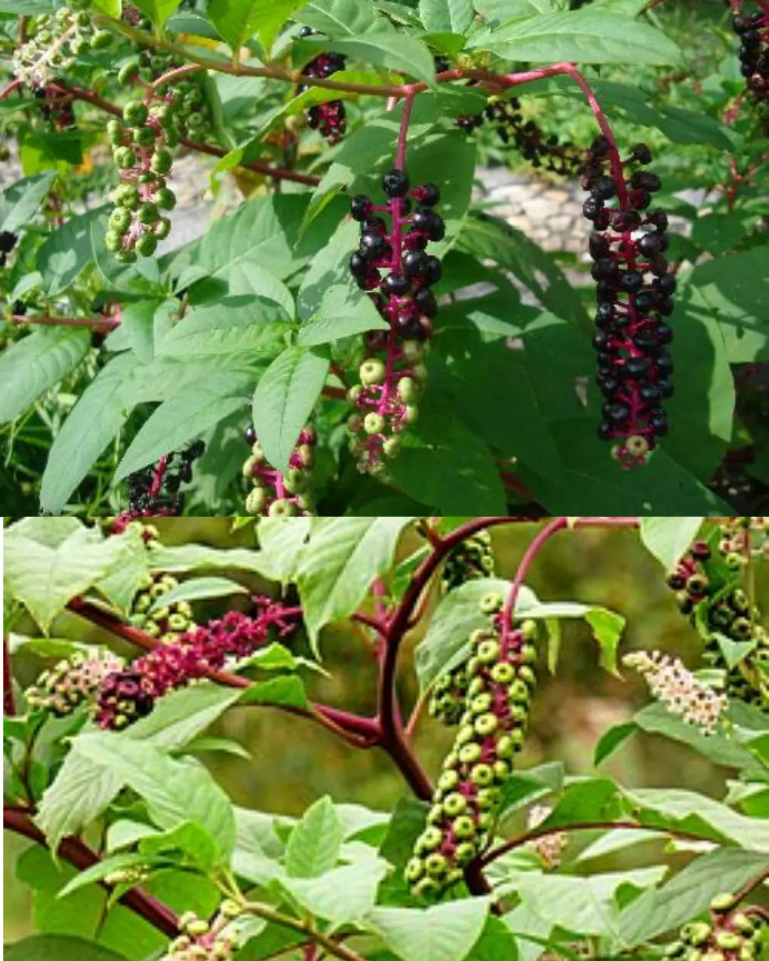 Pokeweed (Phytolacca americana): Why You Should Keep Your Distance from These Toxic Plants