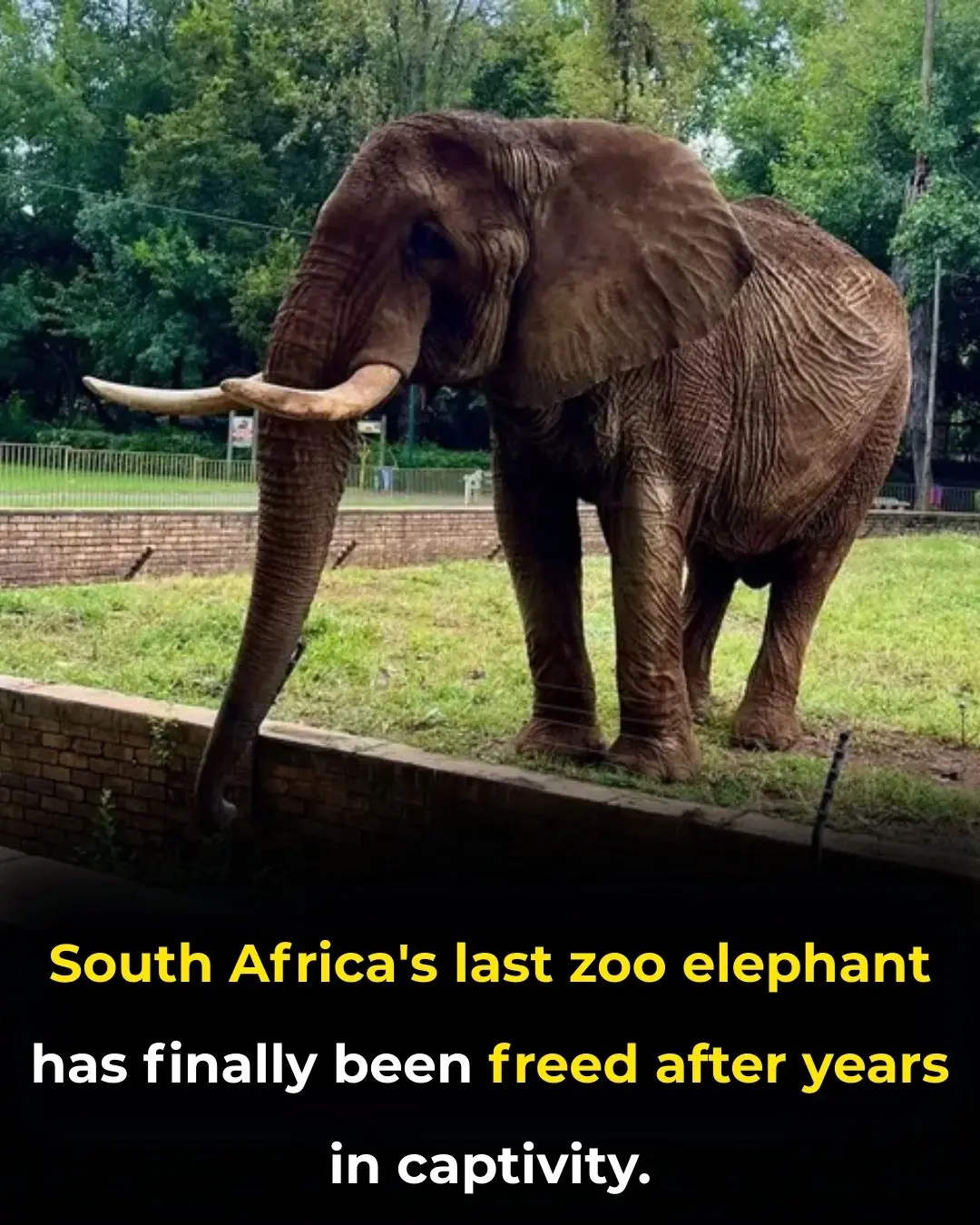 From Circus to Sanctuary: Charley the Elephant Finds Freedom After Four Decades