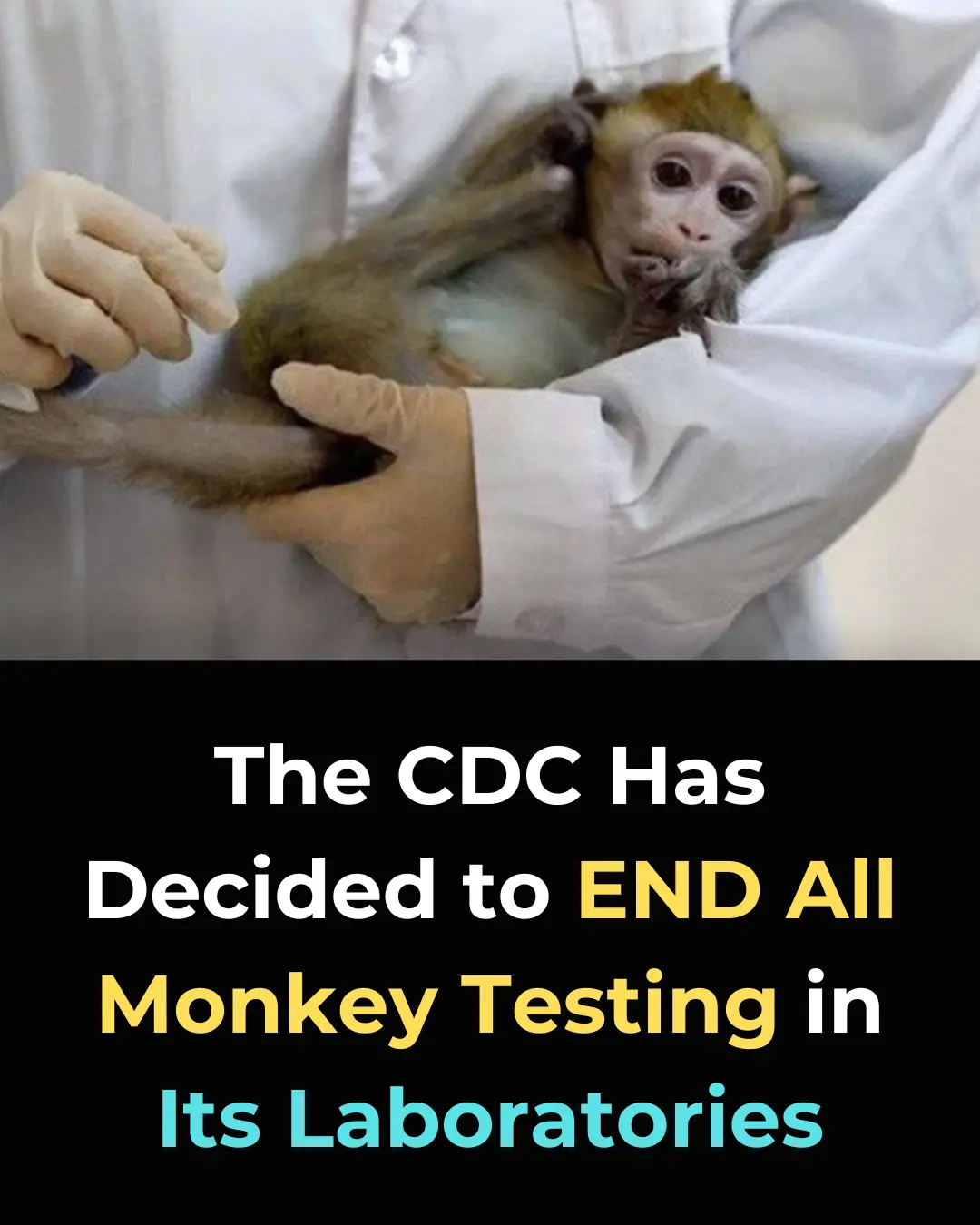 CDC's Historic Decision to End Monkey Testing: A Shift Towards More Humane and Advanced Research Models