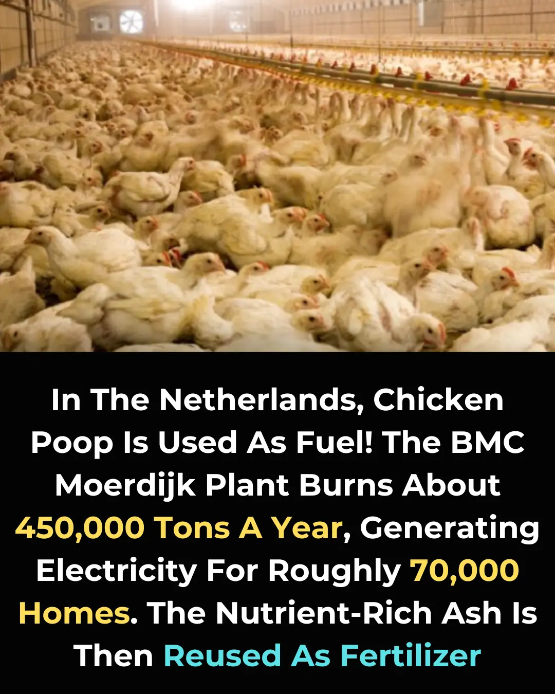 Turning Chicken Manure into Renewable Energy: The Netherlands' Circular Economy Solution