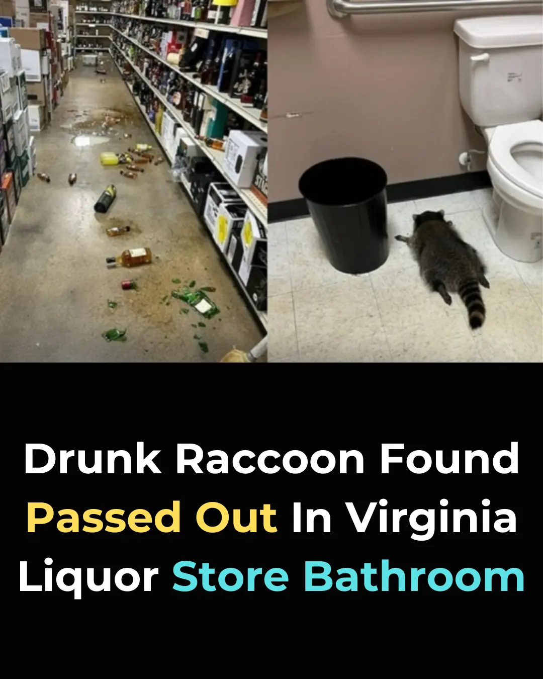 Drunk Raccoon Turns Liquor Store into His Personal Bar Before Passing Out in the Bathroom