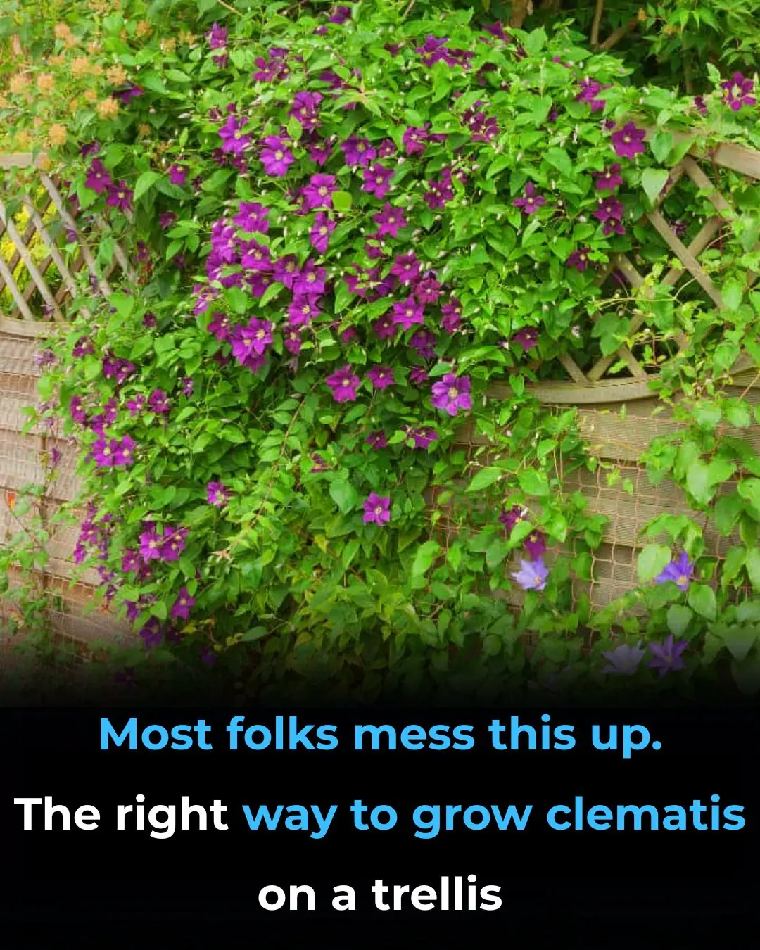 Most folks mess this up. The right way to grow clematis on a trellis