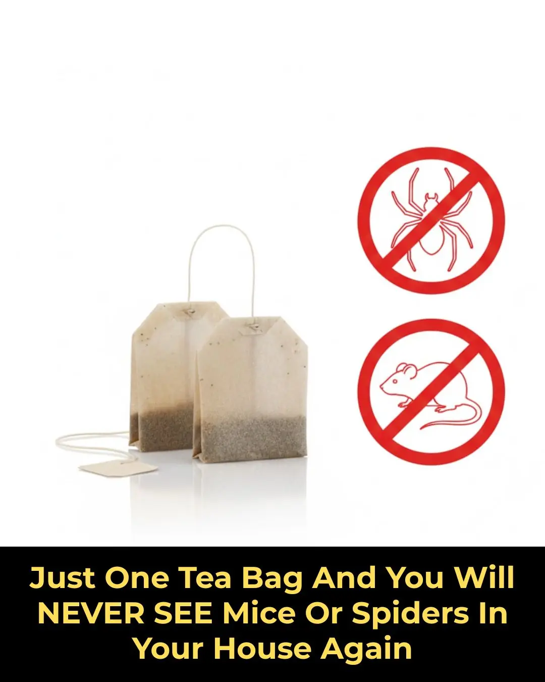 Can a Tea Bag Really Keep Mice and Spiders Away