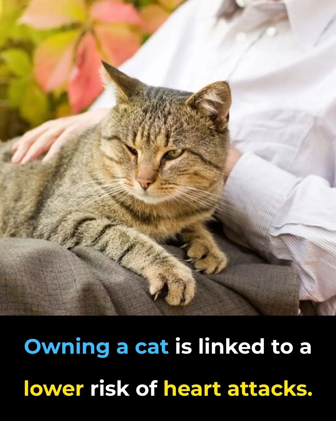 The Science Behind Cats’ Calming Influence on Stress and Heart Health