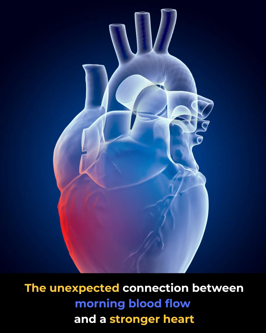 The Unexpected Link Between Morning Blood Flow and a Stronger, Healthier Heart