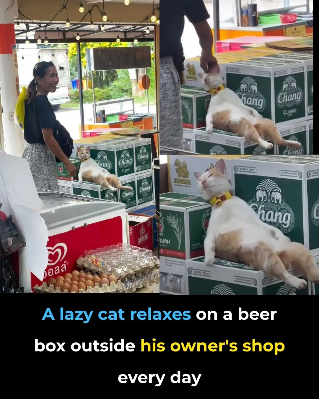 The Regal Cat on the Beer Box: A Quiet Reminder of the Power of Stillness and Simplicity