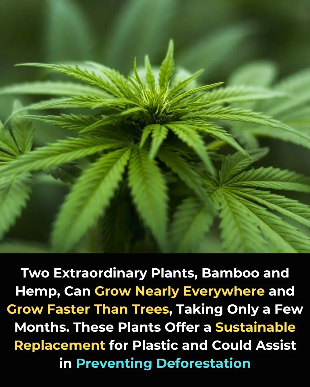 Bamboo and Hemp: Sustainable Solutions for a Greener, Plastic-Free Future