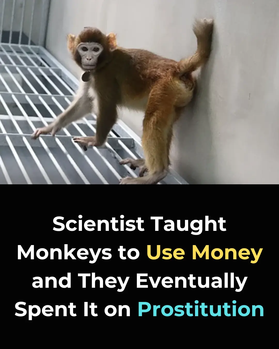 Monkeys, Money, and Unexpected Behavior: Insights from a 2005 Yale Study on Capuchin Monkeys and Economic Decision-Making