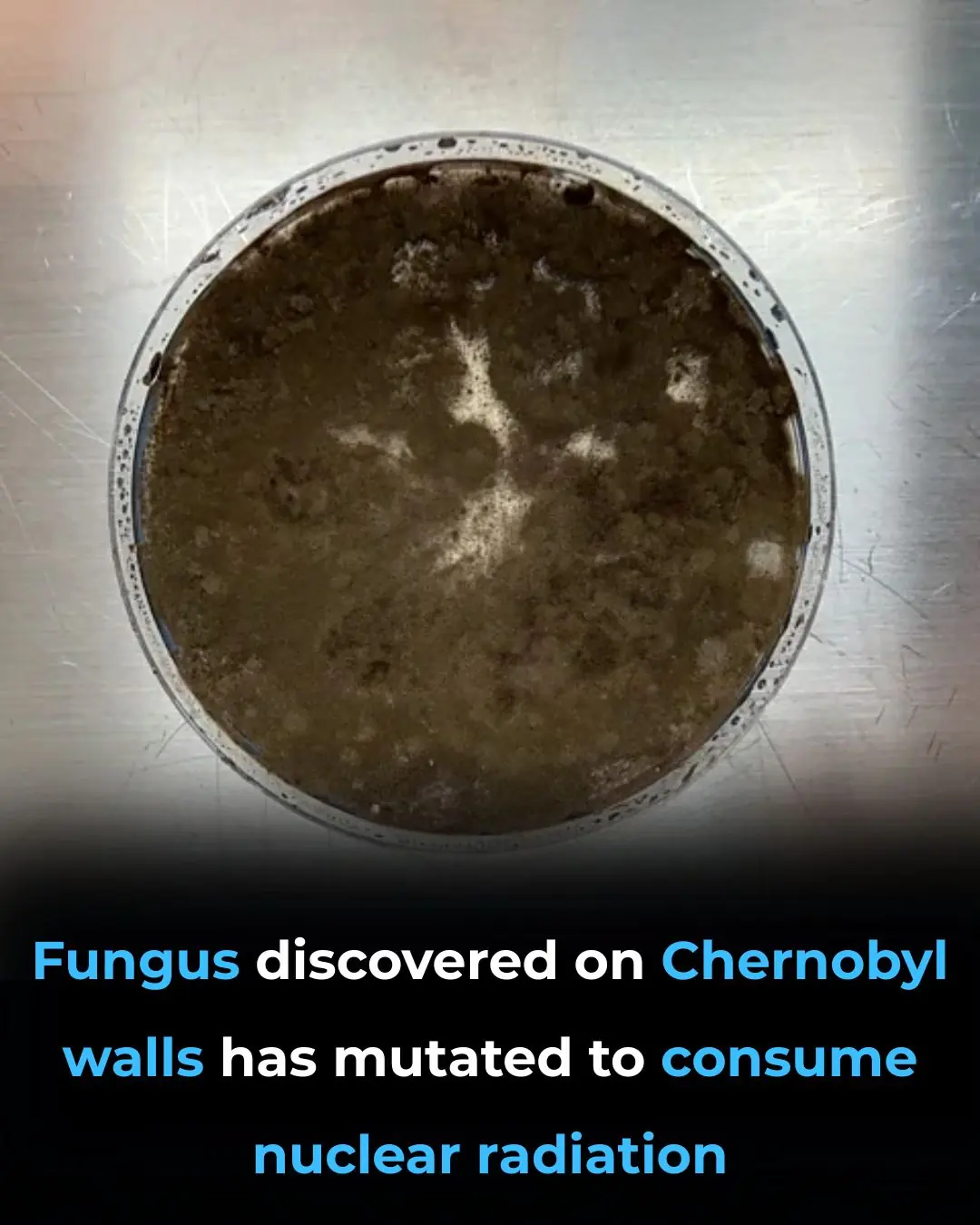 The Fungus That Eats Radiation — And May Help Humans Survive in Space