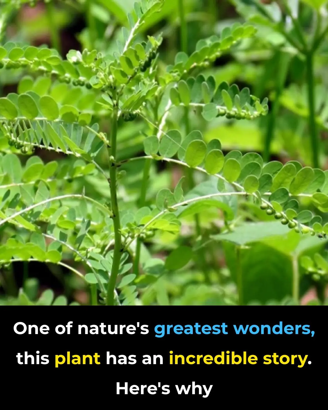 I Had No Idea! The Remarkable Story of the Stone Breaker Plant