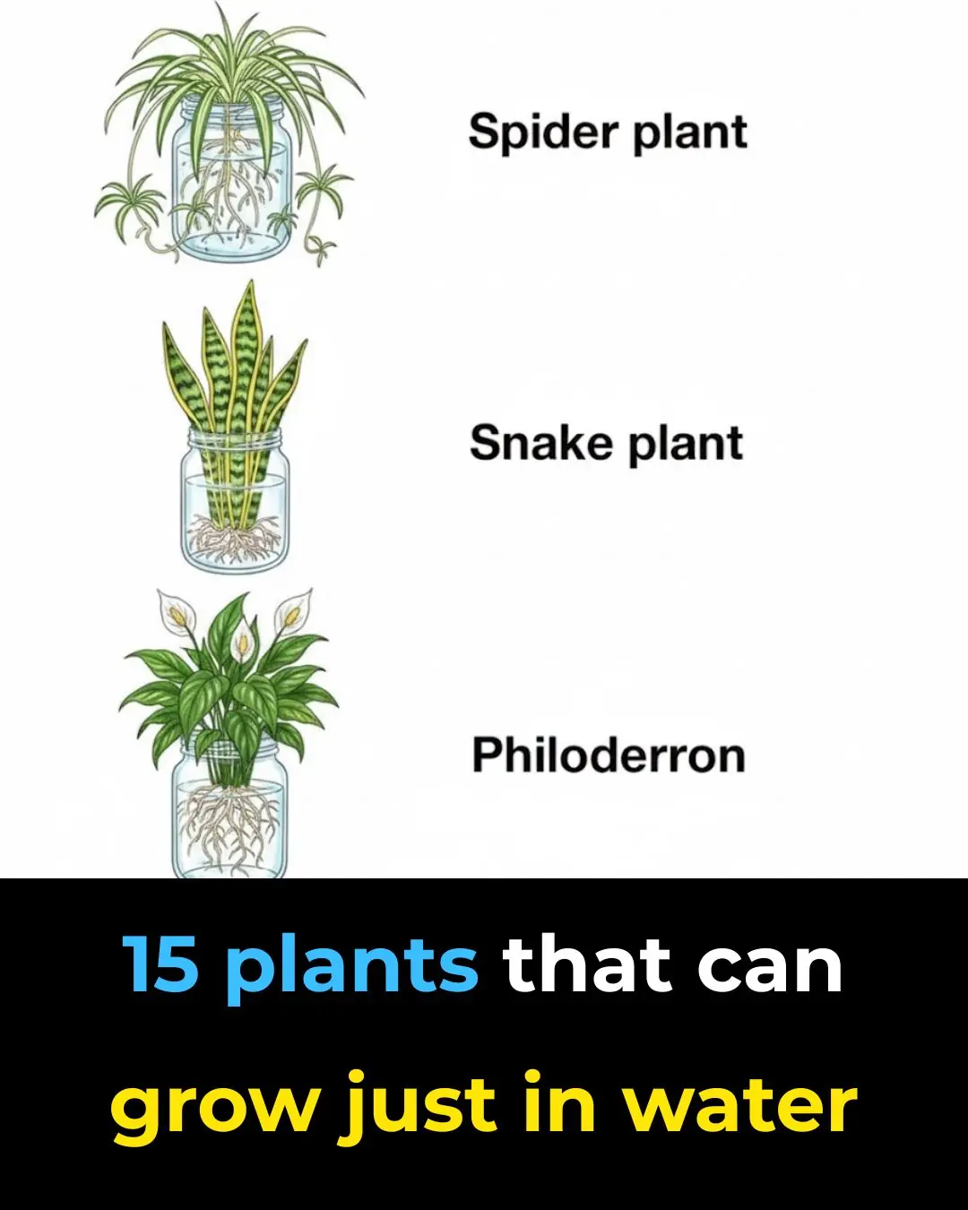 15 Plants That Can Grow Easily in Water — A Beautiful, Soil-Free Way to Green Your Home