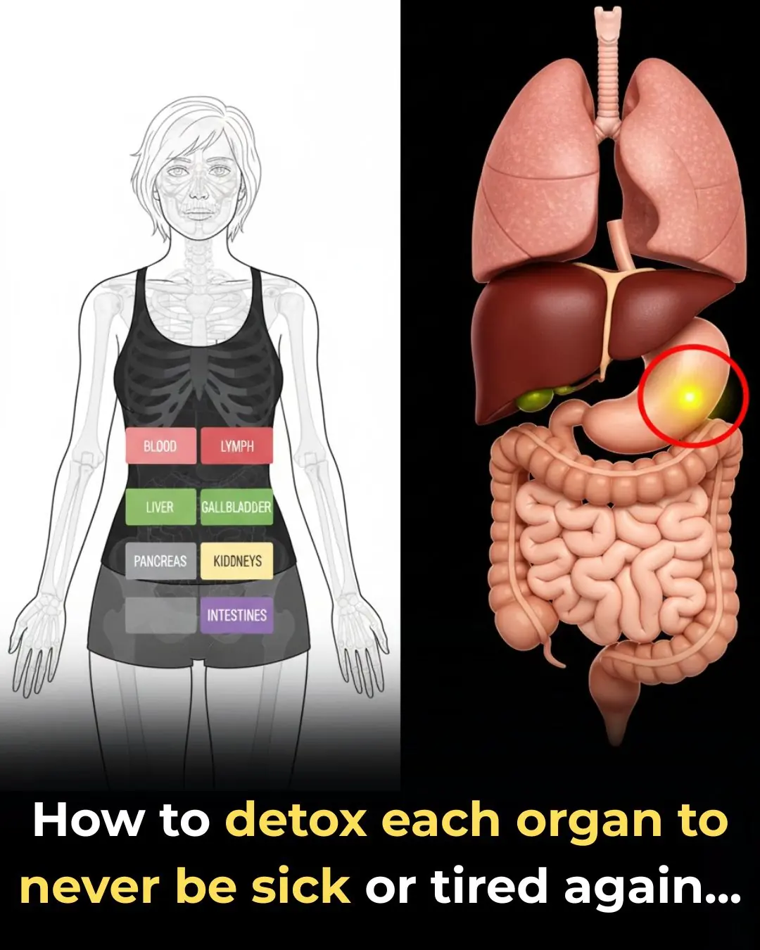 How To Detox Each Organ To Reset Your System