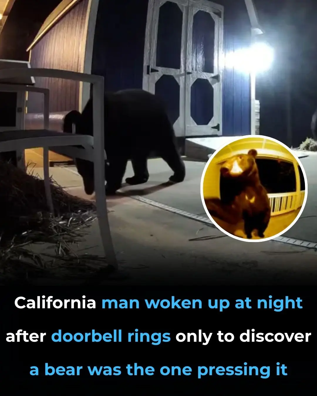 California Man Woken by Bear Pressing Doorbell in the Middle of the Night