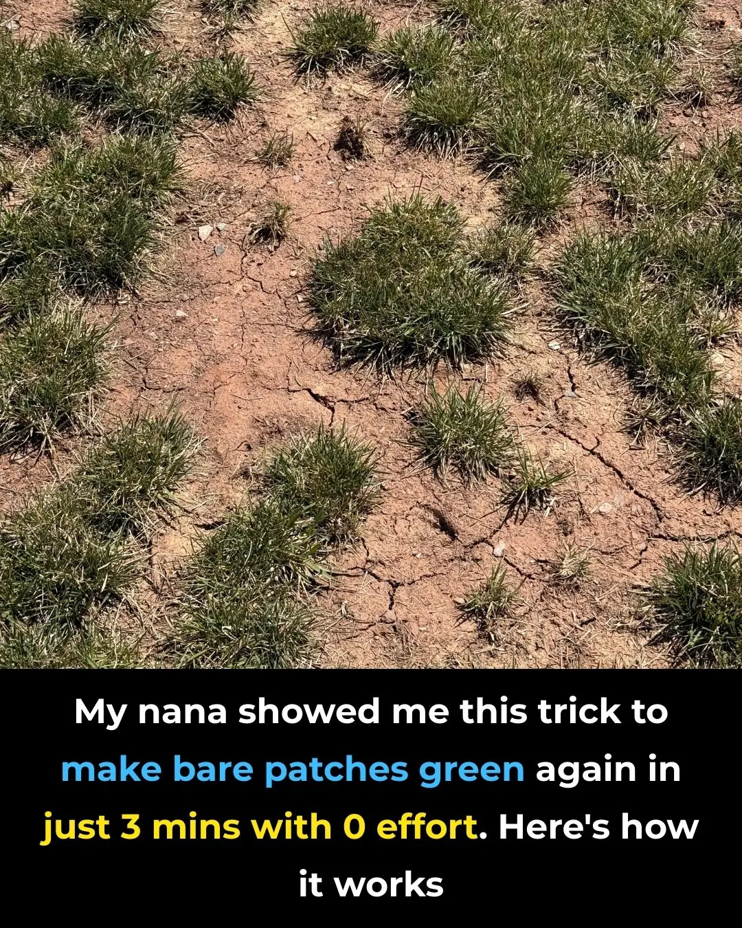You’re doing it all wrong. Here’s the right way to fix bare lawn patches in just 3 minutes (my nana’s zero-effort trick!)
