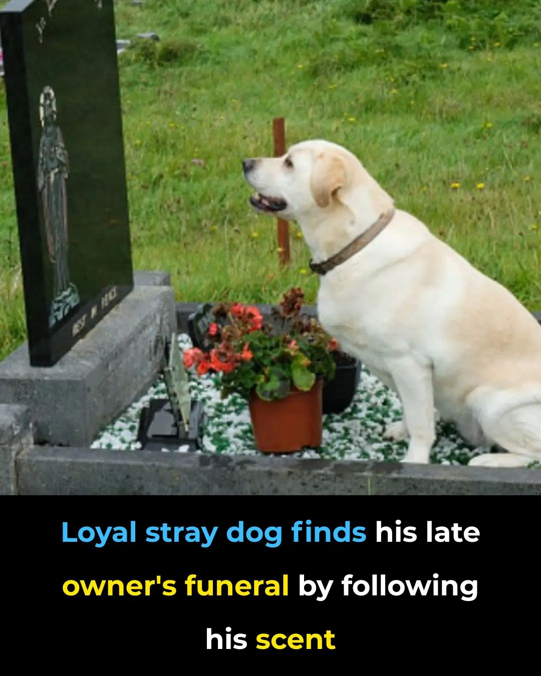 Unwavering Loyalty: The Stray Dog's Final Journey of Love and Devotion