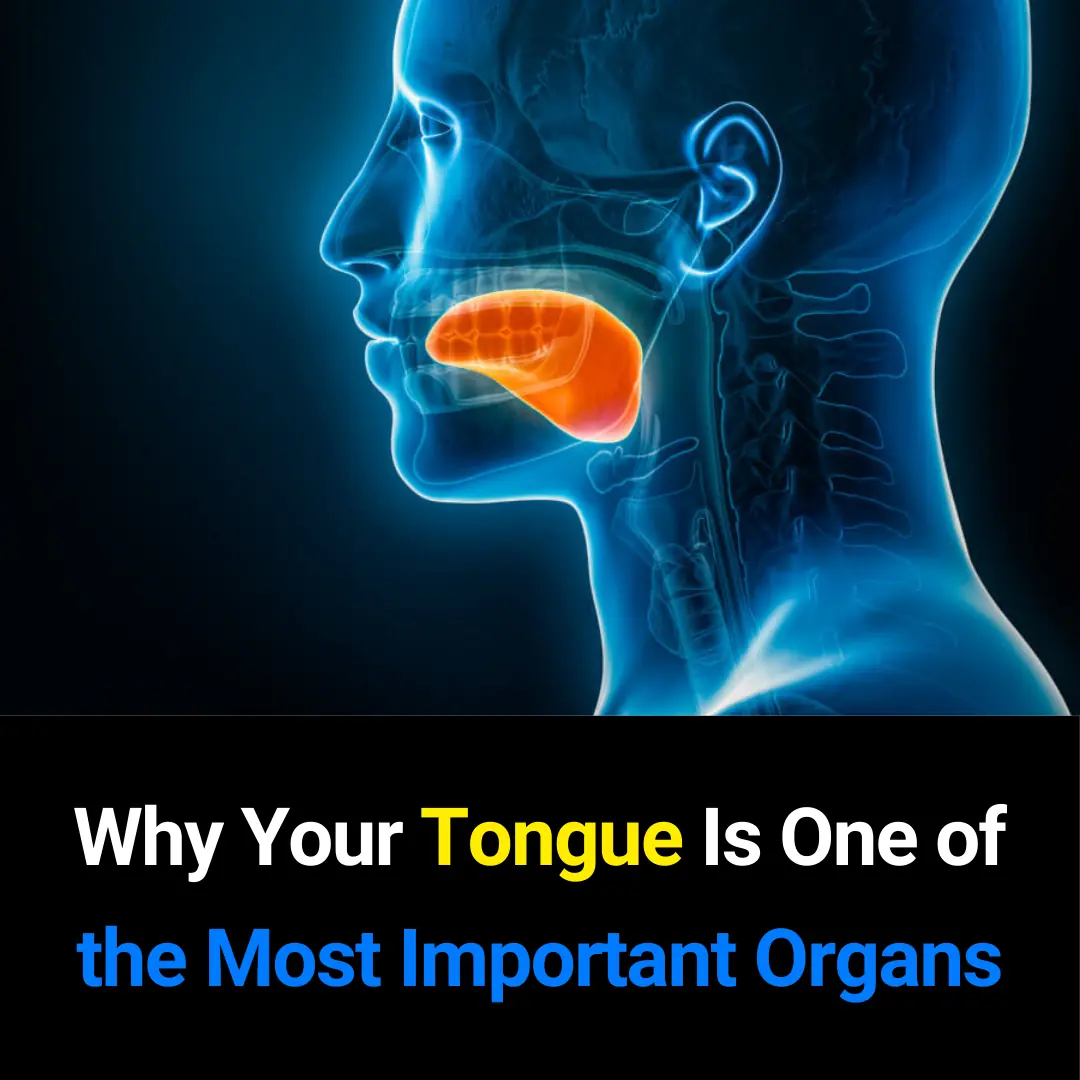 Why the Tongue Is One of the Most Important Organs in the Human Body