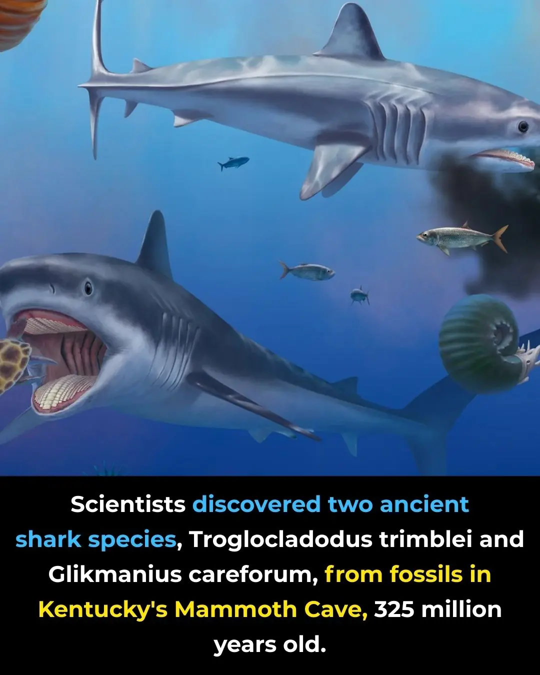 Ancient Shark Fossils Unearthed in Mammoth Cave Rewrite 325 Million Years of Evolutionary History