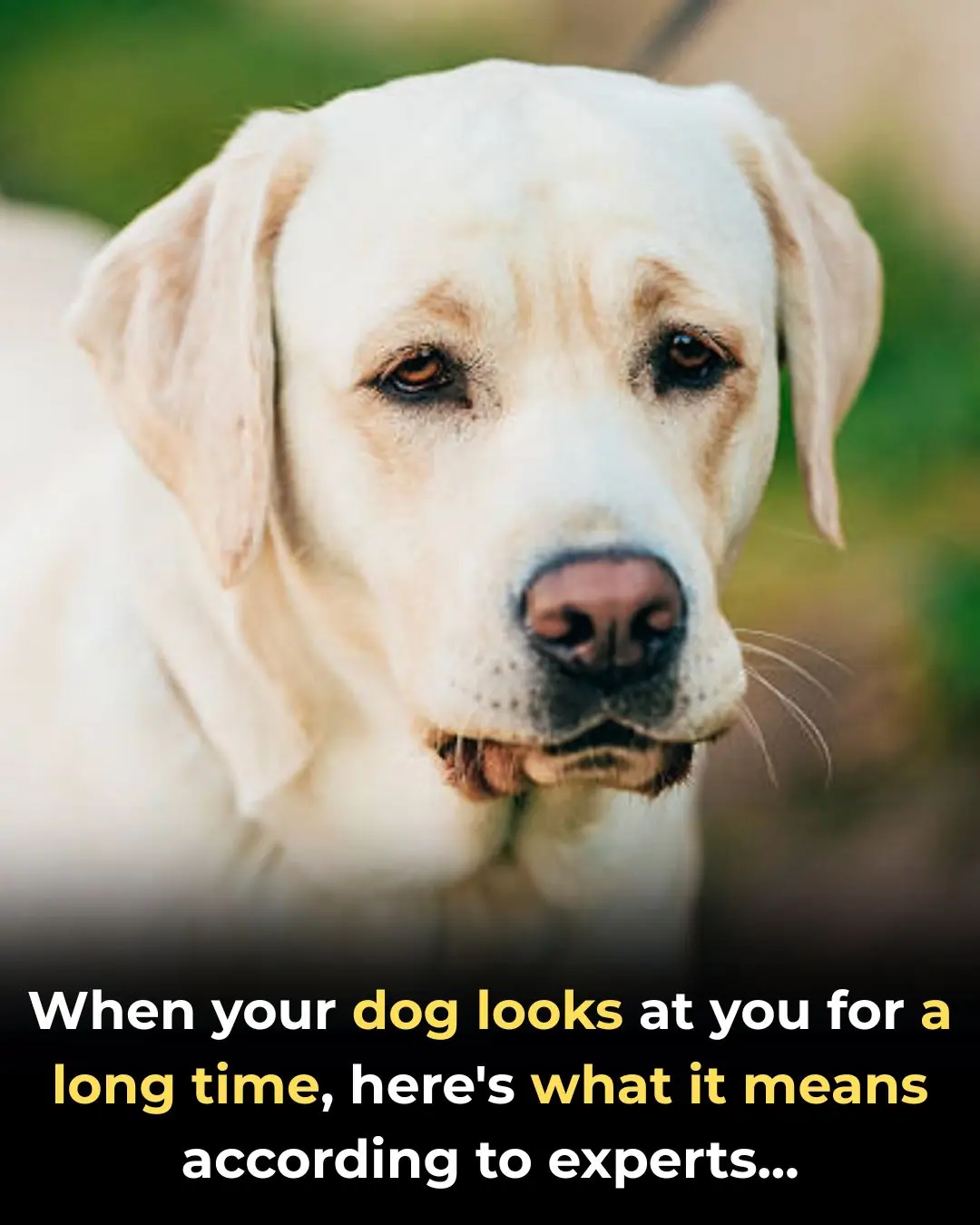 Why Your Dog Stares at You