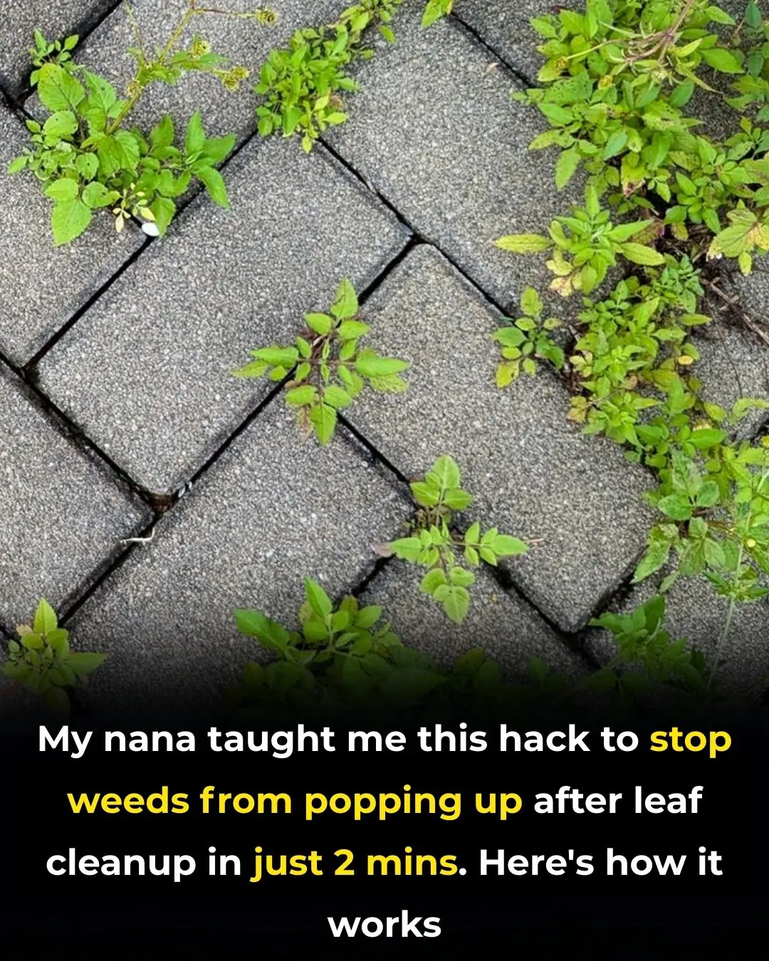 My Nana Taught Me This 2-Minute Trick to Stop Weeds From Sprouting After Leaf Cleanup — And It Works Like Magic