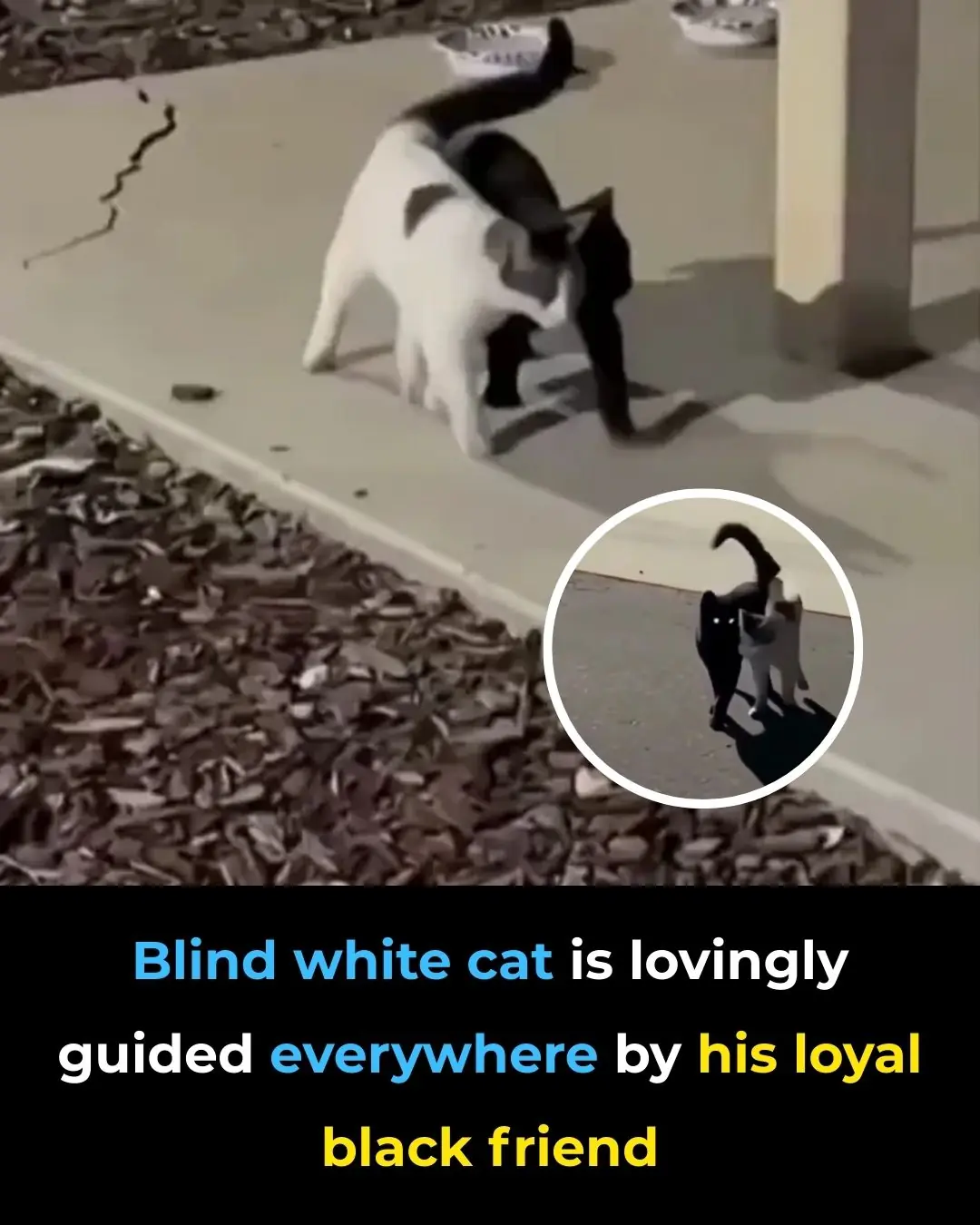 A Timeless Bond: The Unseen Friendship of a Blind Cat and Its Loyal Companion